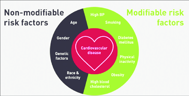 cardiovascular disease basic factors 2024