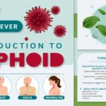 What are symptoms of typhoid fever 4 basic stages